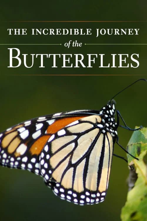 The Incredible Journey of the Butterflies poster